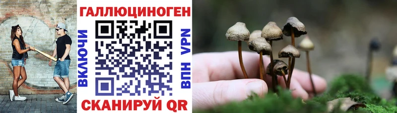 Псилоцибиновые грибы Psilocybine cubensis  Купить где  Тосно 